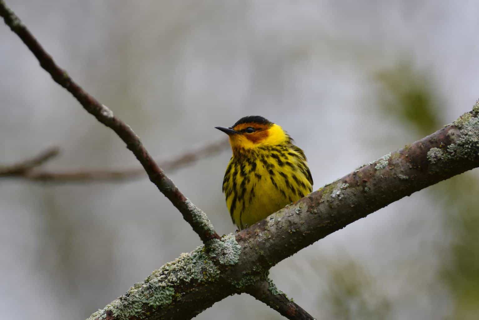 26 aves en Maine - ¡Una guía de vida silvestre local informativa y divertida!