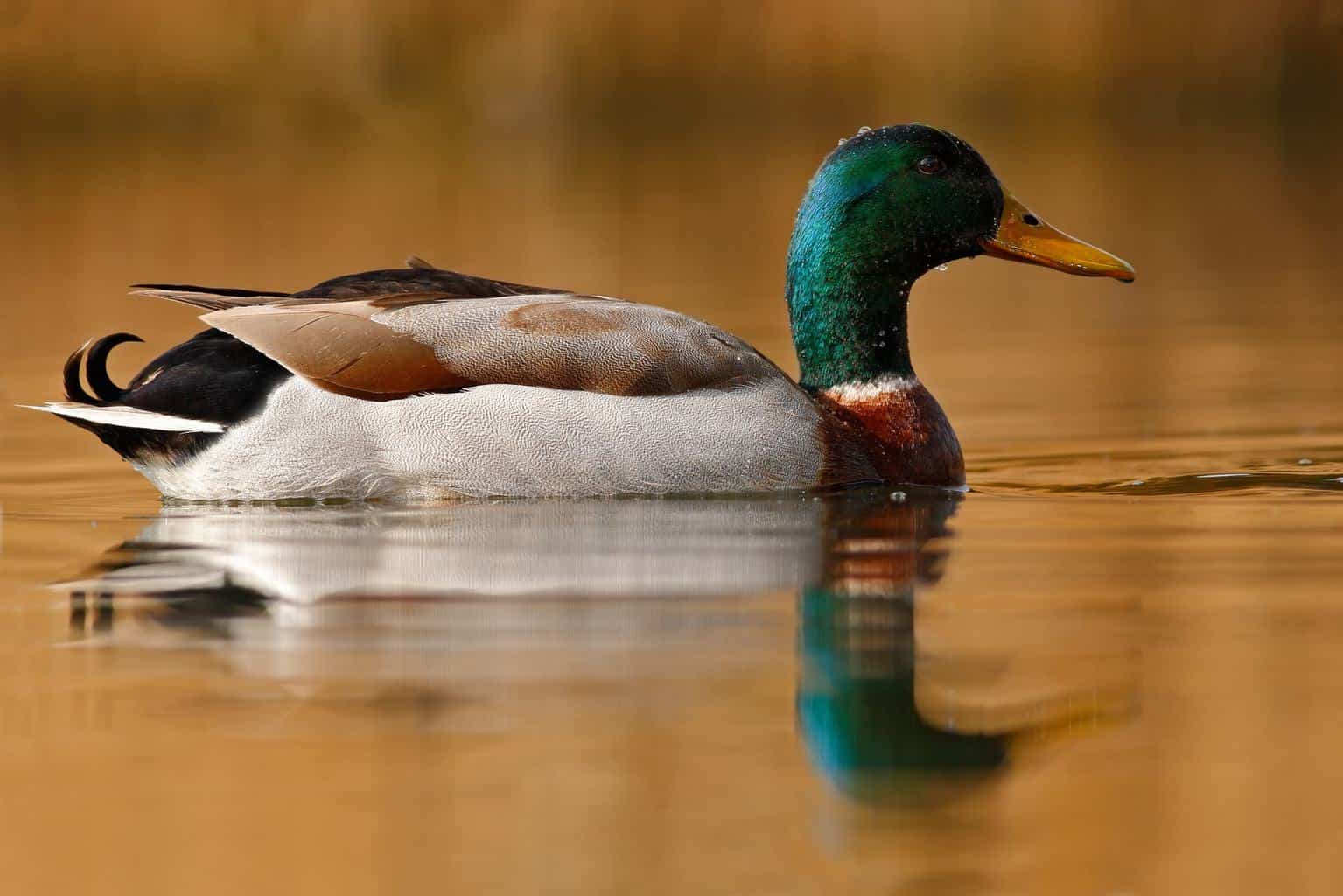 20 especies de patos en Wyoming: ¡nuestra guía local para observadores!