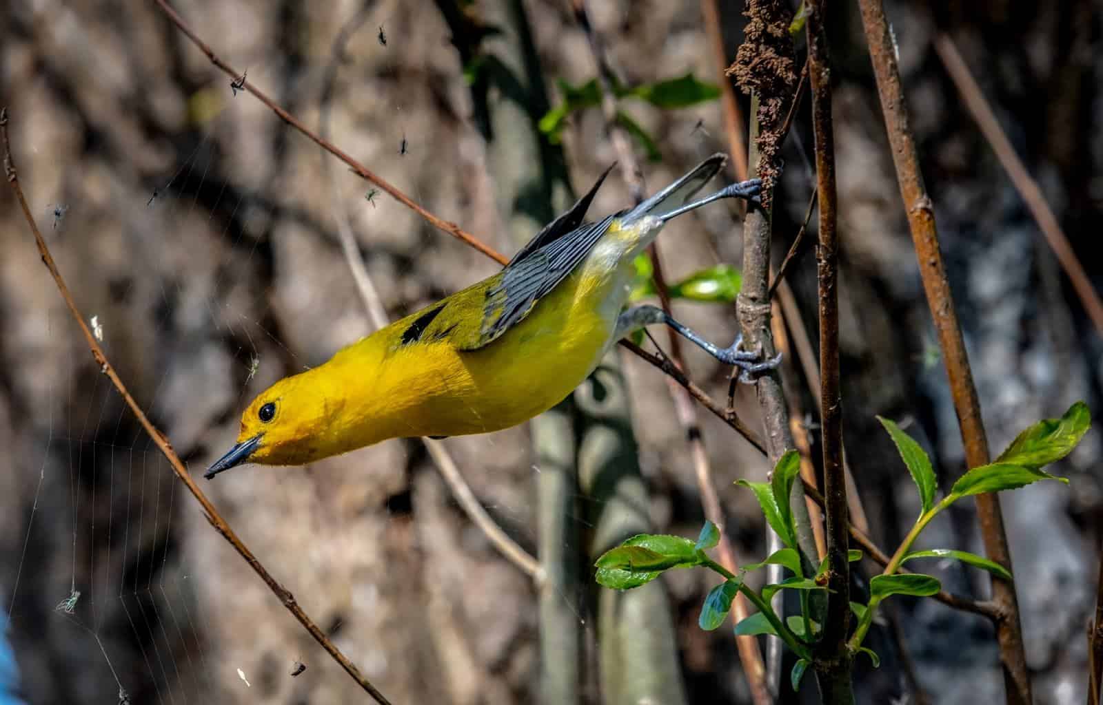 30 aves en Virginia: una guía de observación de aves