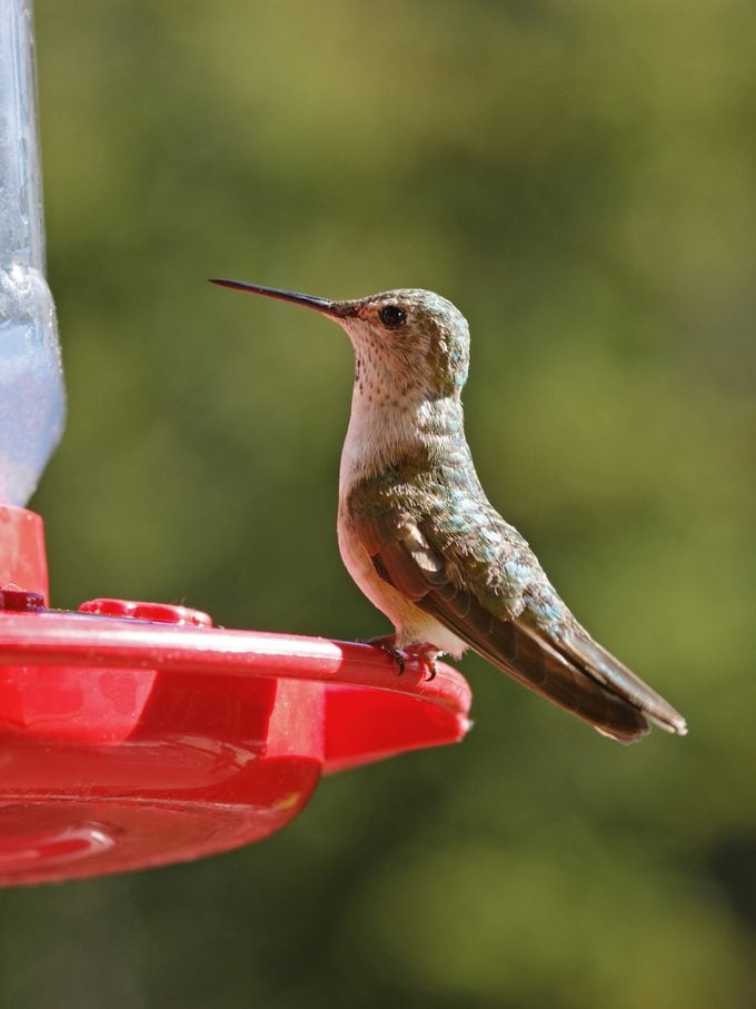 Mira y escucha un colibrí de cola ancha