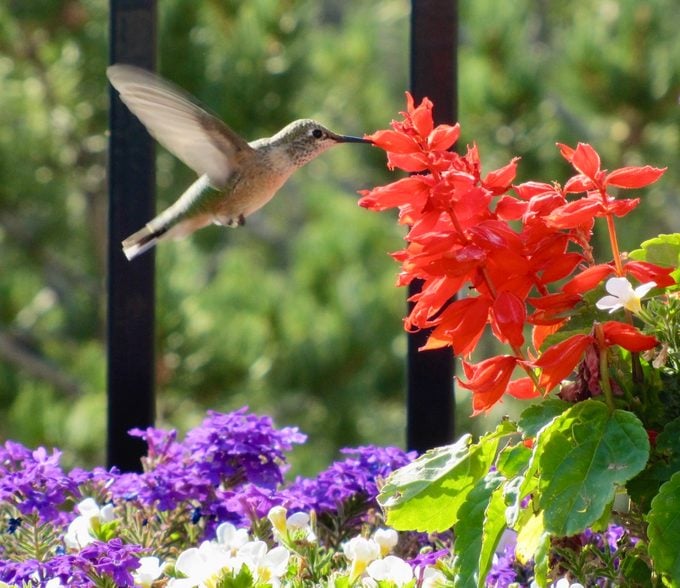 ¿Cuándo debería colocar los comederos para colibríes en primavera?