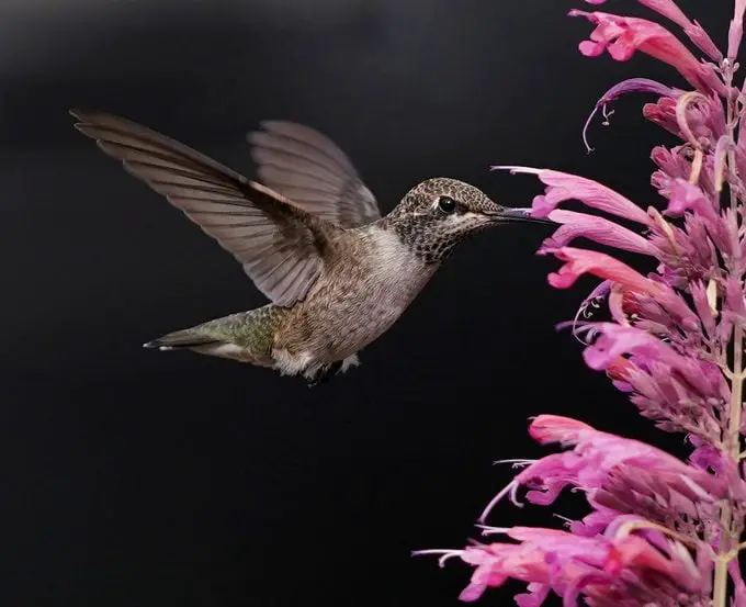 Los colibríes acudirán en masa a una planta de menta colibrí