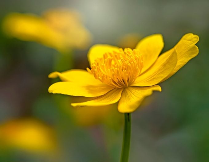 20 plantas doradas para hacer que tu jardín brille