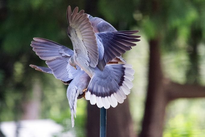 ¿Las plumas y las alas de la paloma de luto hacen ruido?