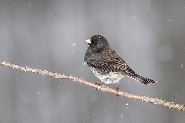Las 51 mejores fotos de pájaros de invierno