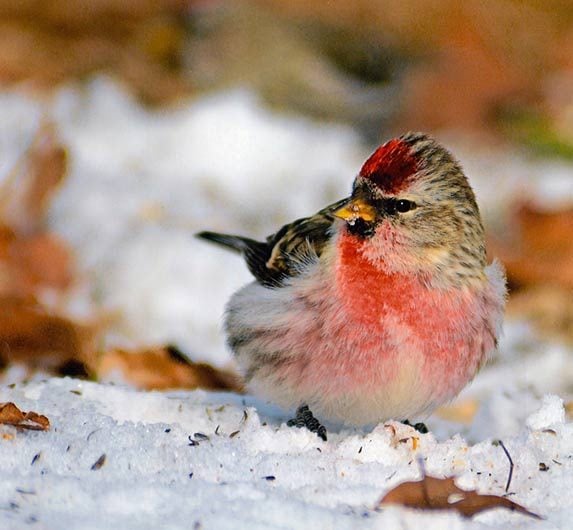 Las 51 mejores fotos de pájaros de invierno