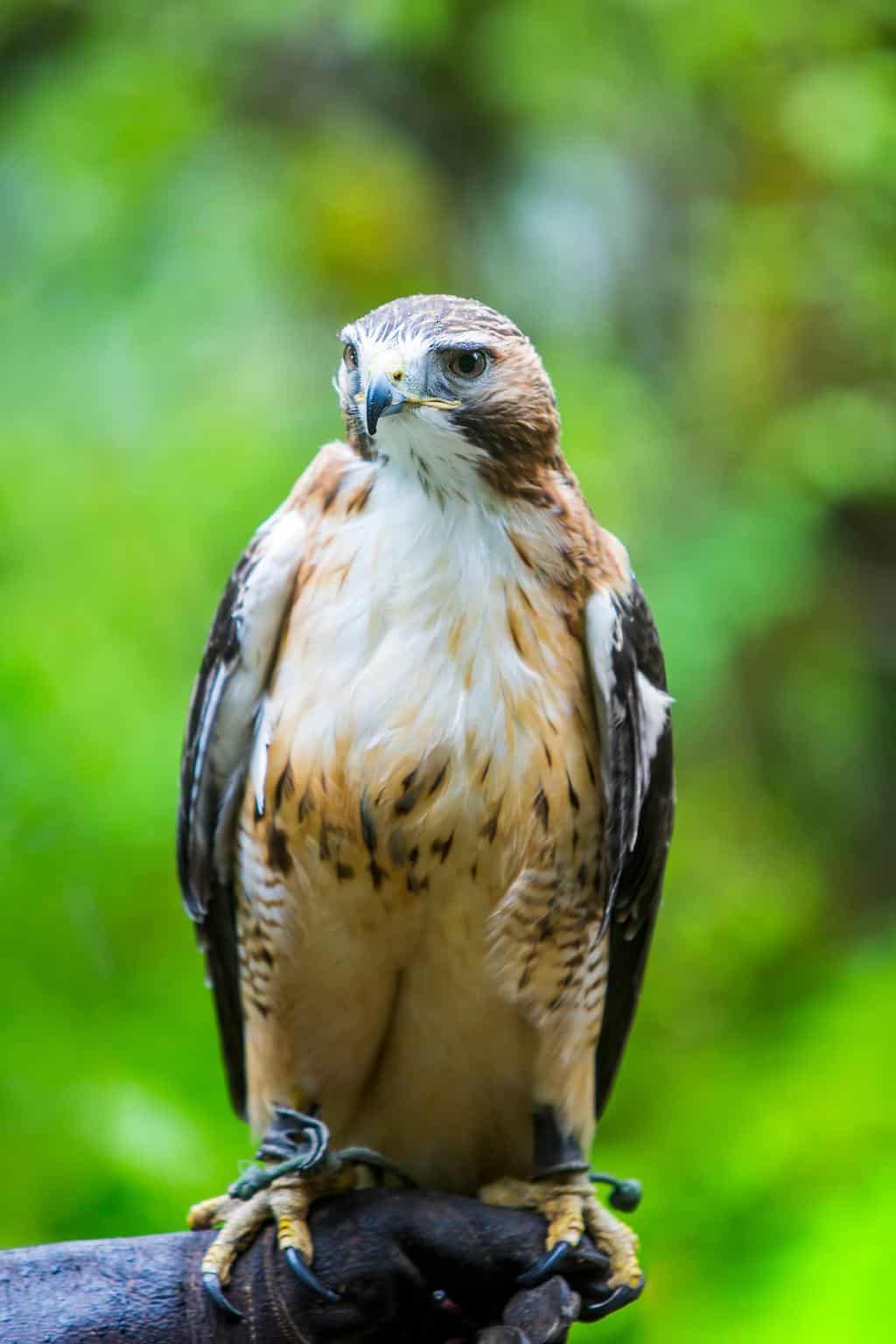 Encuentra las 10 aves rapaces de Big Sky Country