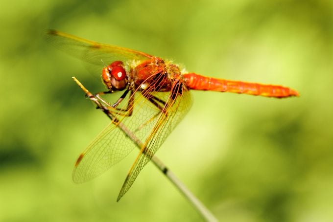 6 datos fascinantes sobre libélulas que debes saber