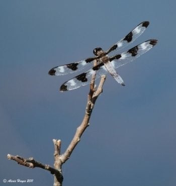 Conoce a los Skimmers: libélulas de colores