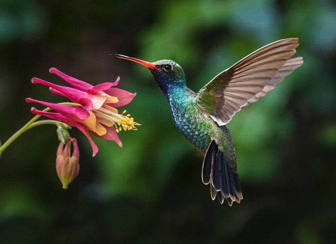 Las 10 mejores flores rojas de colibrí