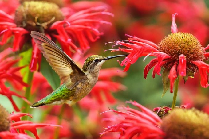 Las 10 mejores flores rojas de colibrí