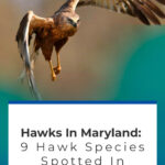 9 especies de halcones vistas en Little America