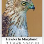 9 especies de halcones vistas en Little America
