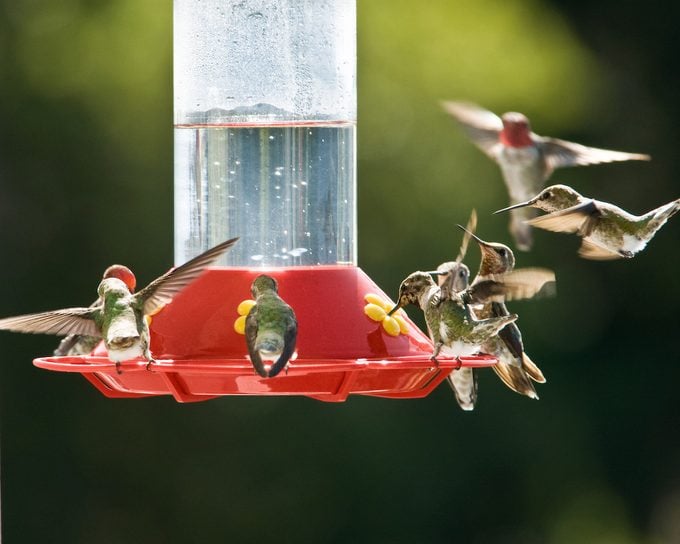 Cómo limpiar su comedero para colibríes