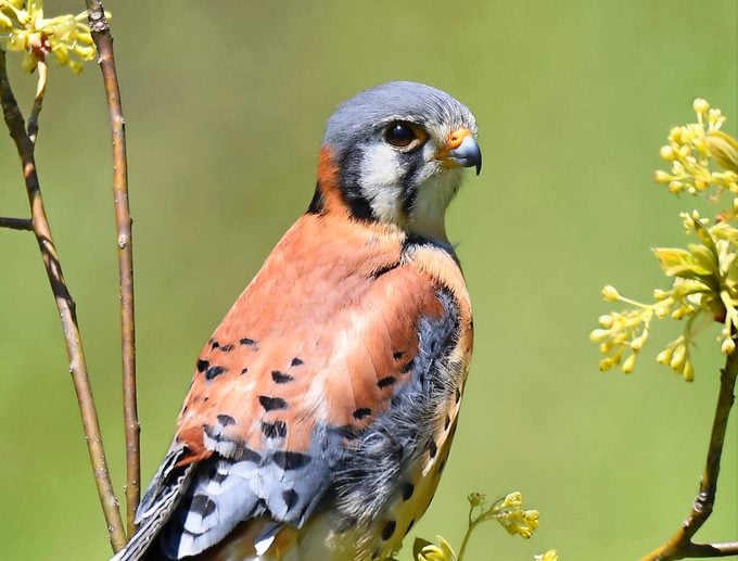 5 consejos esenciales de identificación de halcones para observadores de aves