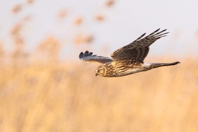 5 consejos esenciales de identificación de halcones para observadores de aves