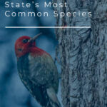 14 de las especies más comunes del estado