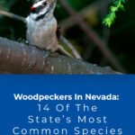 14 de las especies más comunes del estado