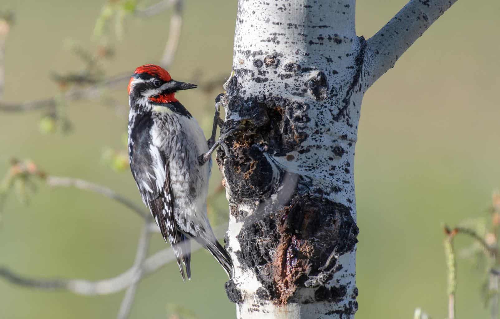 25 aves imperdibles en Utah: una guía para observadores de aves