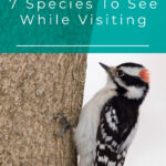 7 especies para ver durante su visita