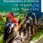Pájaros carpinteros en Arizona: 14 especies que hay que ver