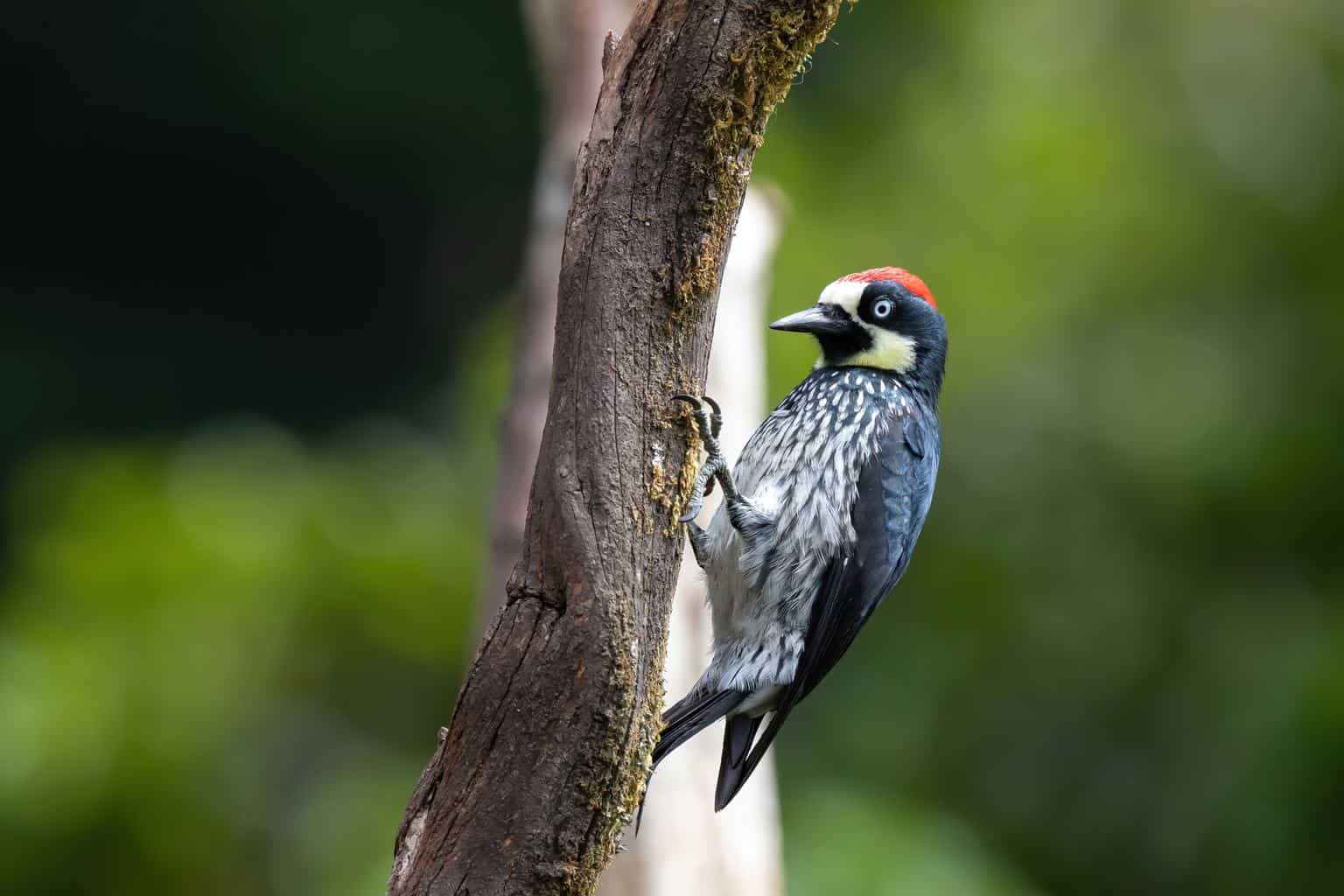 Pájaros carpinteros en Arizona: 14 especies que hay que ver