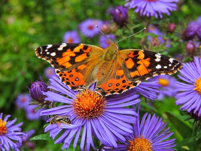 5 consejos esenciales para el jardín de mariposas de otoño
