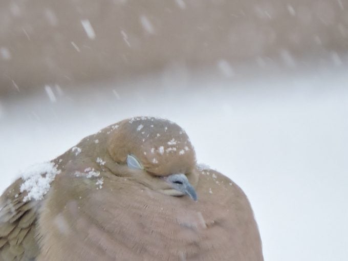 13 hechos fascinantes de la paloma de luto