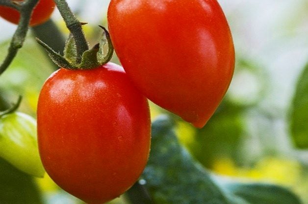 Los 10 mejores tomates para cultivar