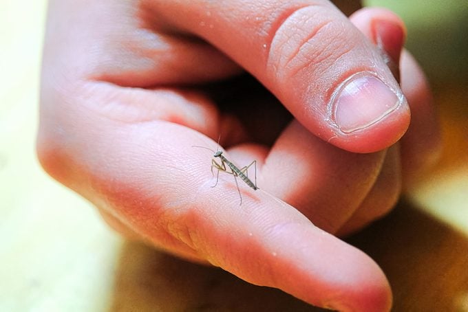 Mantis religiosa: insectos de jardín feroces y fascinantes