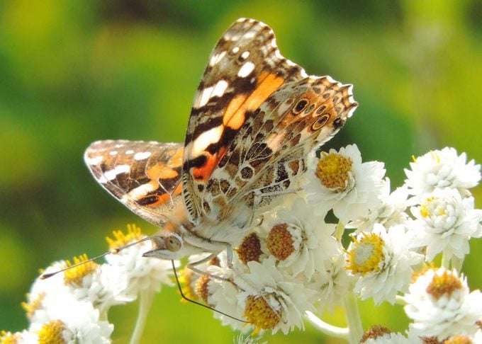 Las 10 mejores plantas anfitrionas de mariposas para atraer polinizadores