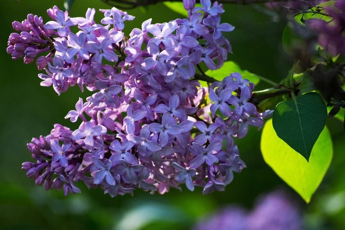 Los 10 mejores arbustos con flores para su jardín