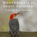 Pájaros carpinteros en Carolina del Sur: 8 especies imperdibles
