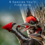 8 especies que encontrarás aquí