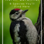 8 especies que encontrarás aquí