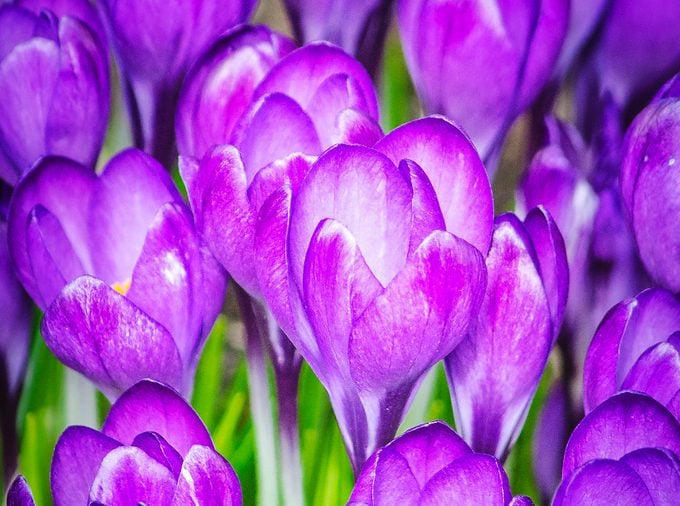 22 flores de primavera que florecen temprano para tu jardín