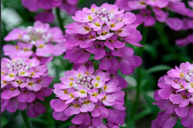 22 flores de primavera que florecen temprano para tu jardín