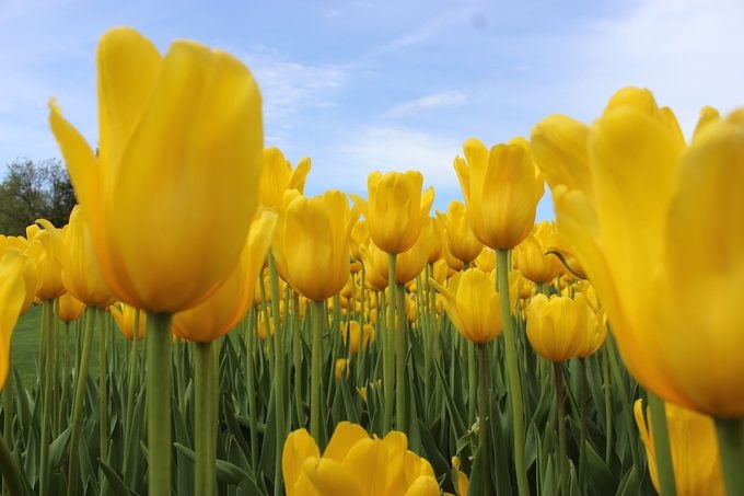 Significado de los tulipanes: descubre qué simbolizan los colores de los tulipanes