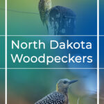 Pájaros carpinteros en Dakota del Norte: 6 especies imperdibles
