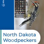 Pájaros carpinteros en Dakota del Norte: 6 especies imperdibles