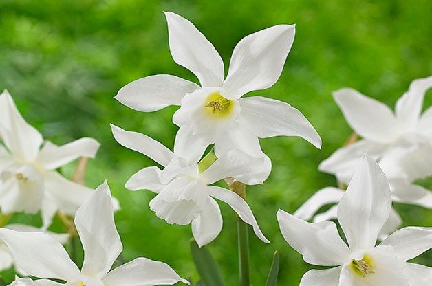 10 de los mejores bulbos de narciso para plantar