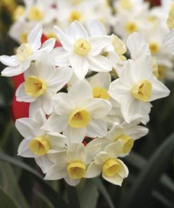 10 de los mejores bulbos de narciso para plantar