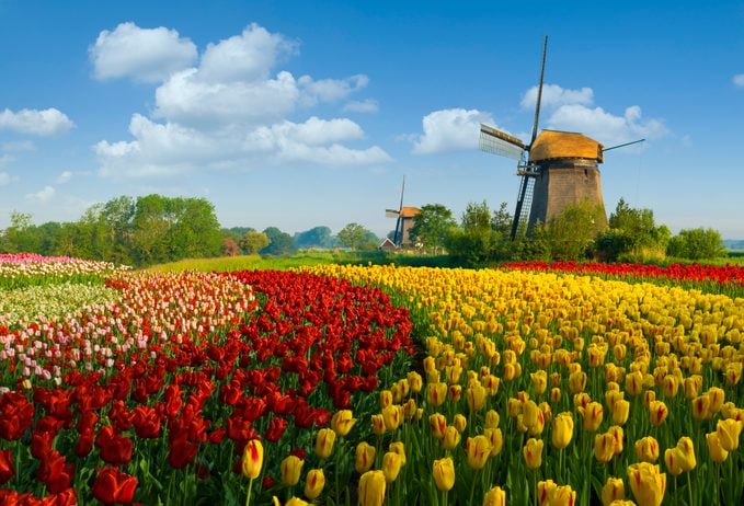 Significado de los tulipanes: descubre qué simbolizan los colores de los tulipanes