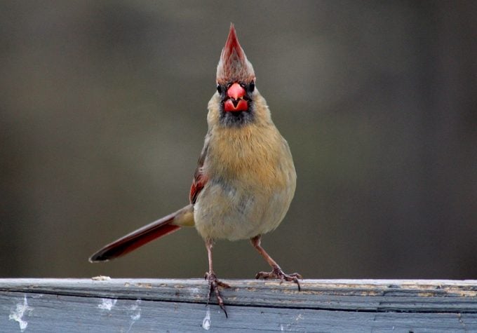 11 datos interesantes sobre el pájaro cardenal que debes saber