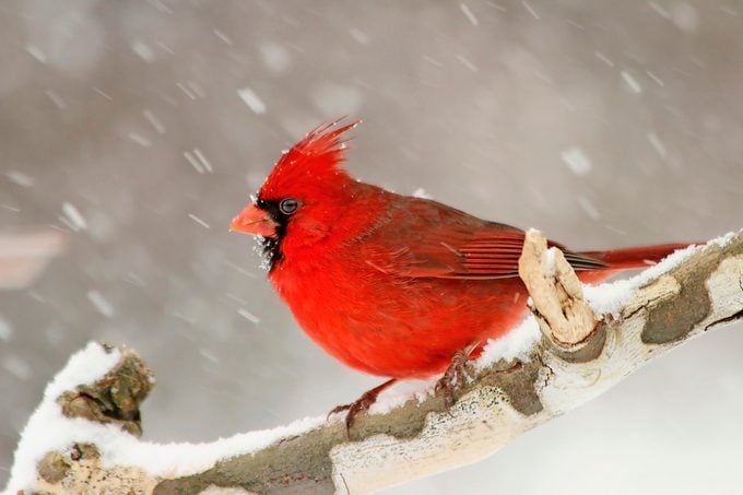 Maravillas invernales: 20 pájaros para buscar en la temporada de nieve