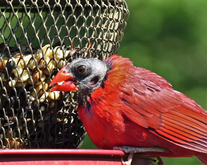 ¿Puede un cardenal volar sin plumas en la cola?