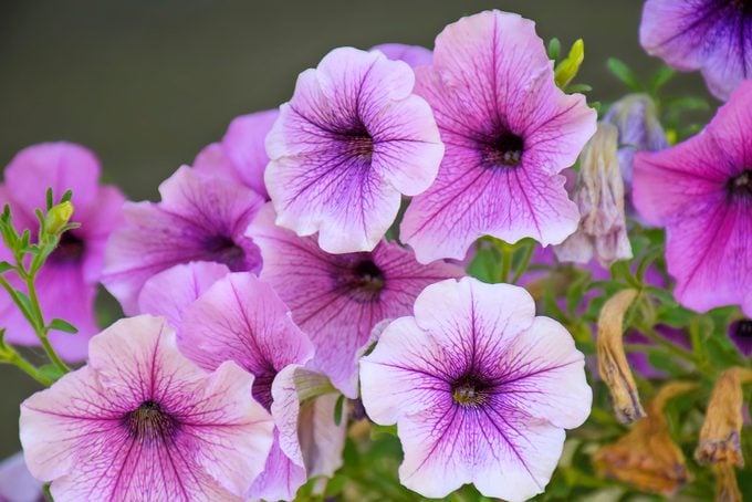 16 flores de larga floración para atraer mariposas y colibríes