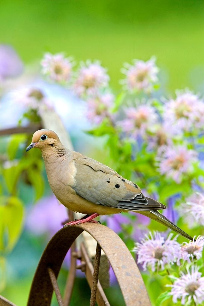 13 hechos fascinantes de la paloma de luto