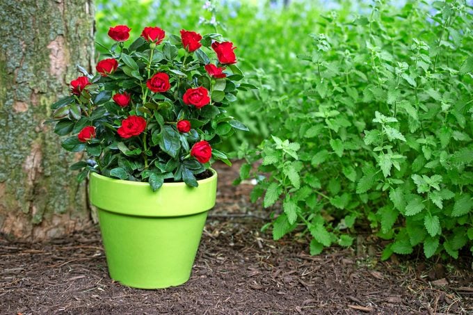 Knock Out Roses es el sueño de un jardinero hecho realidad