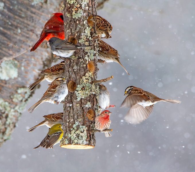 ¿Los cardenales comen sebo de los comederos para pájaros?